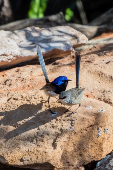 a male and a female fairy wren perched on a large rock